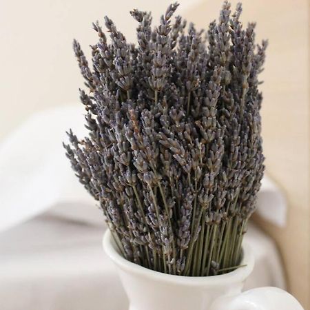 Lavandula Ring Tirana Esterno foto