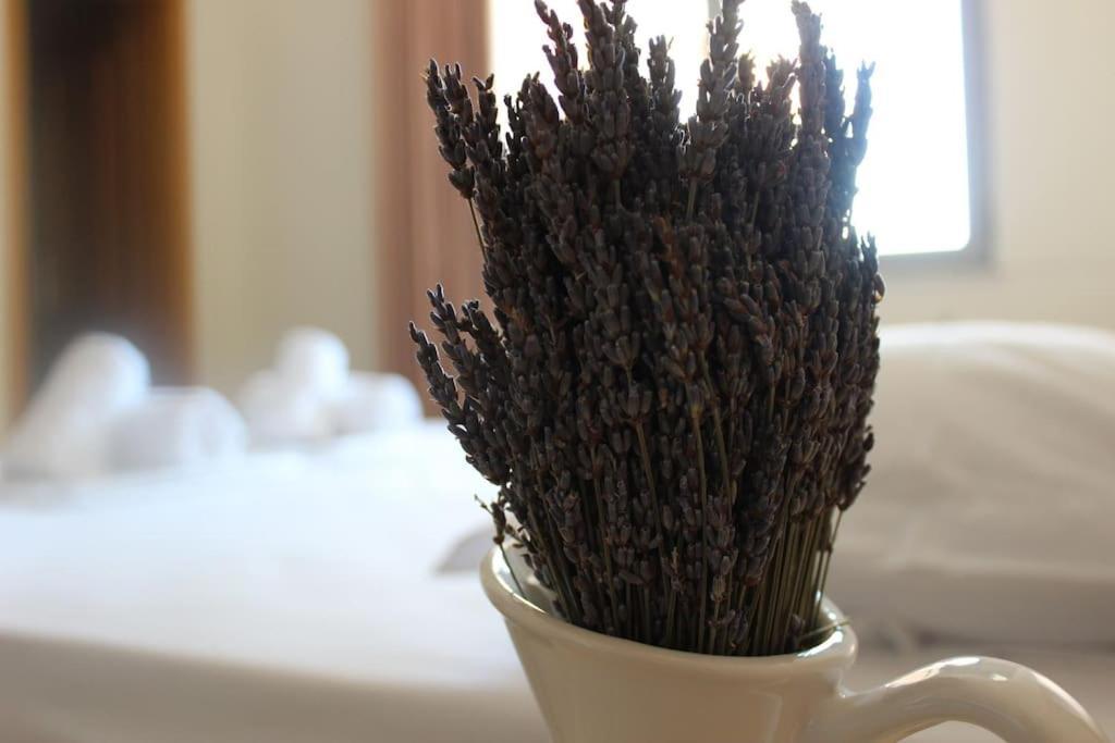 Lavandula Ring Tirana Esterno foto