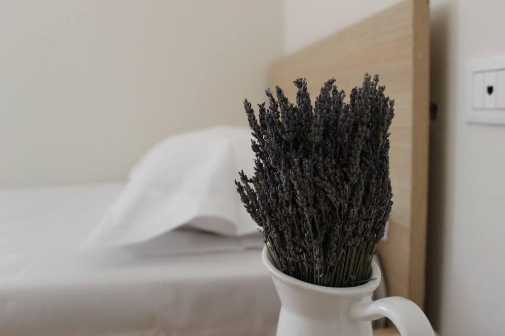 Lavandula Ring Tirana Esterno foto