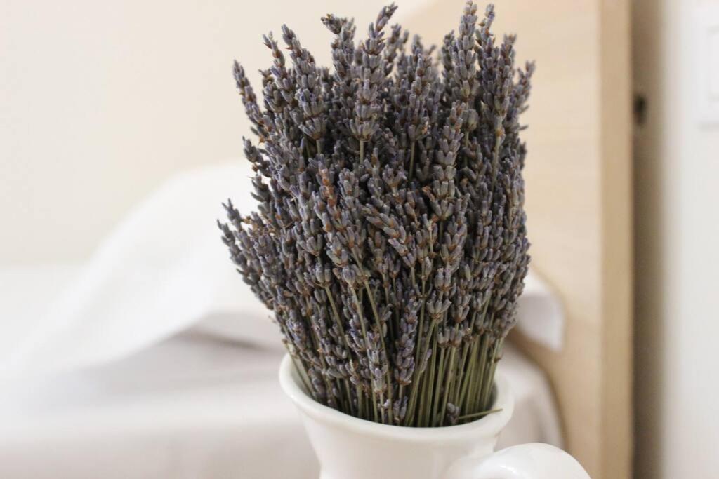 Lavandula Ring Tirana Esterno foto